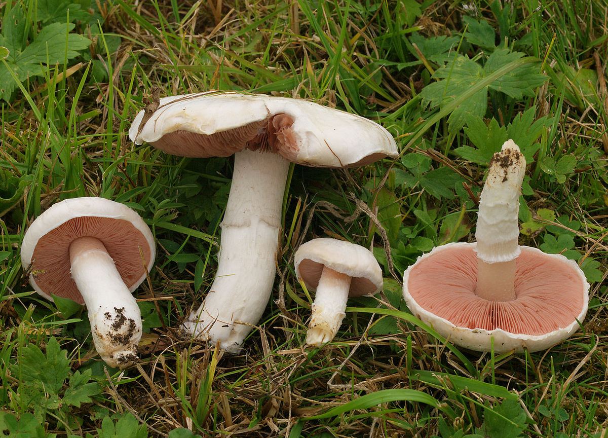 Wiesenchampignon