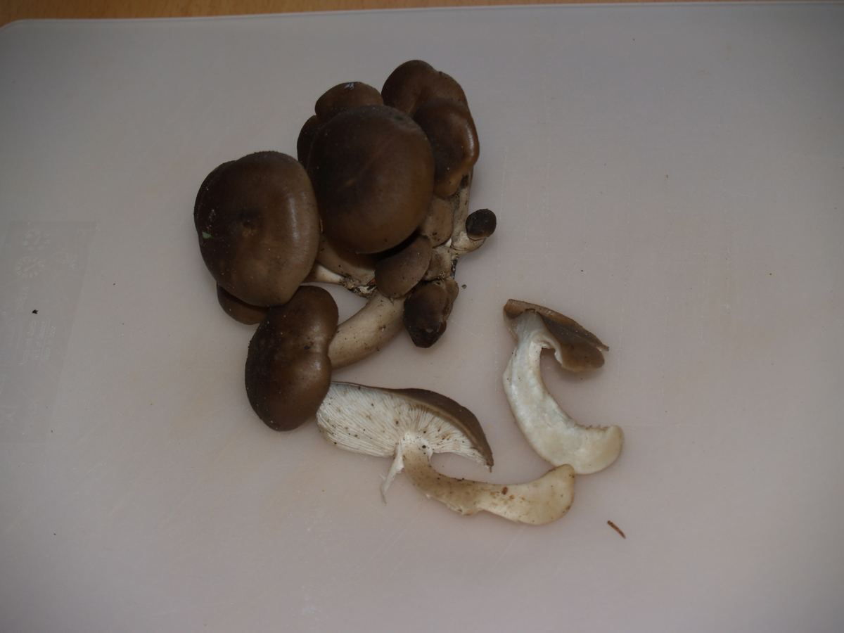 Frostrasling
