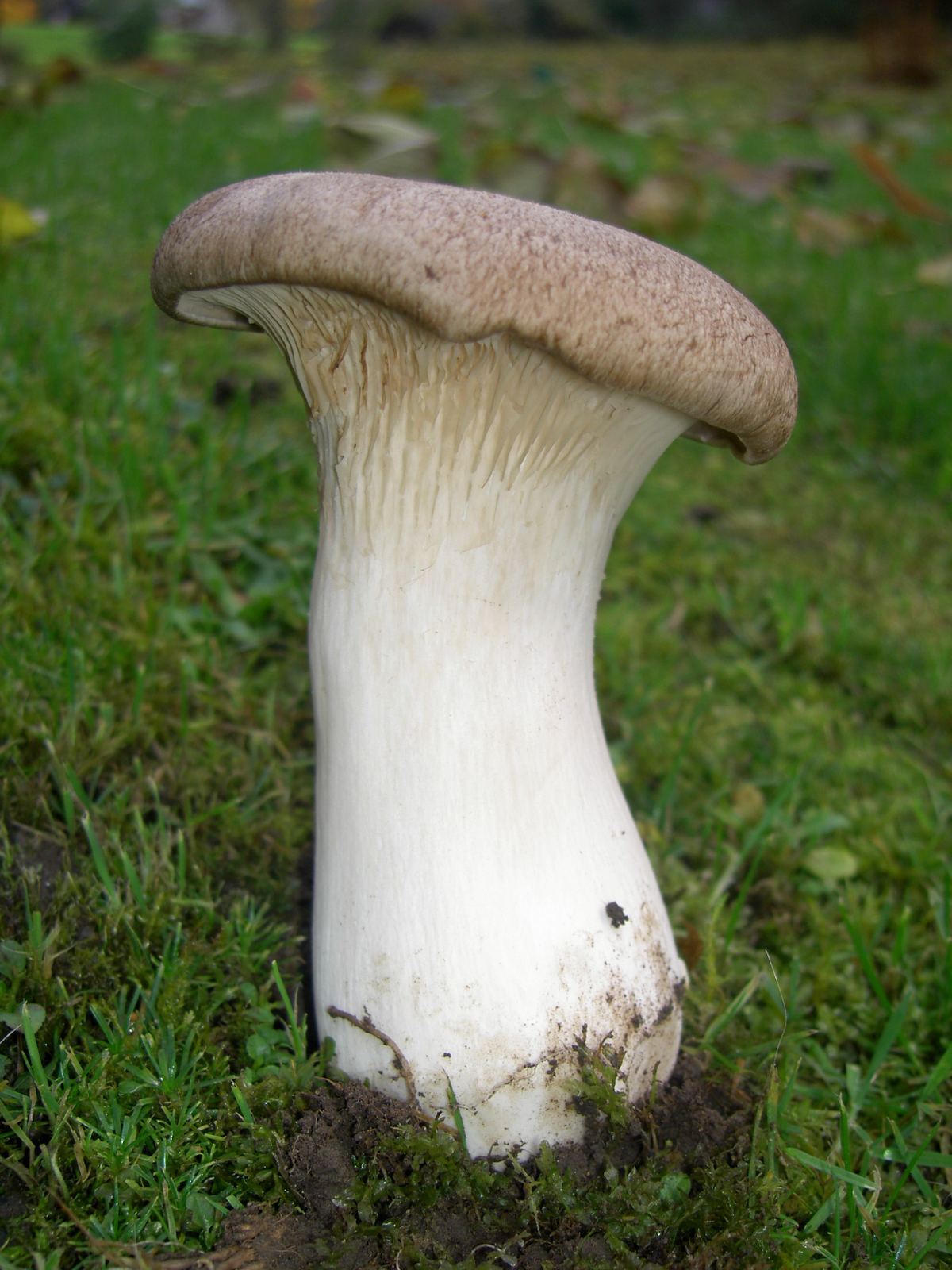 Kräuterseitling