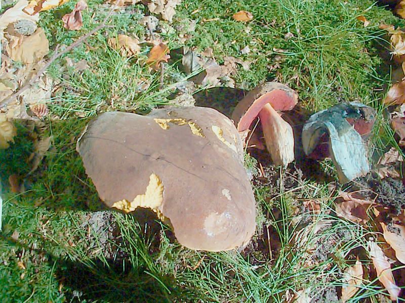 Flockenstieliger Hexenröhrling