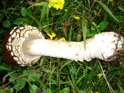 Königsfliegenpilz