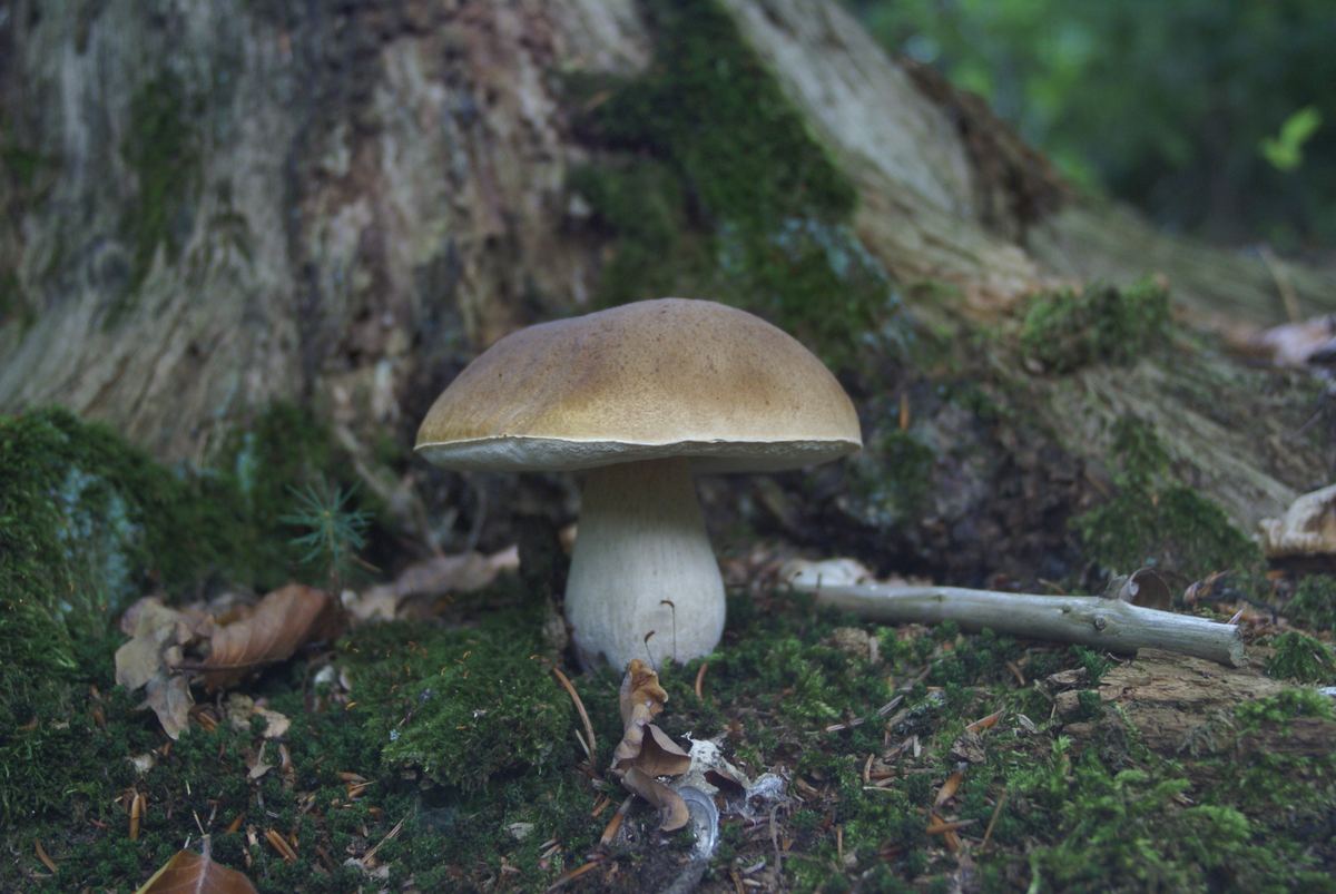 Steinpilz