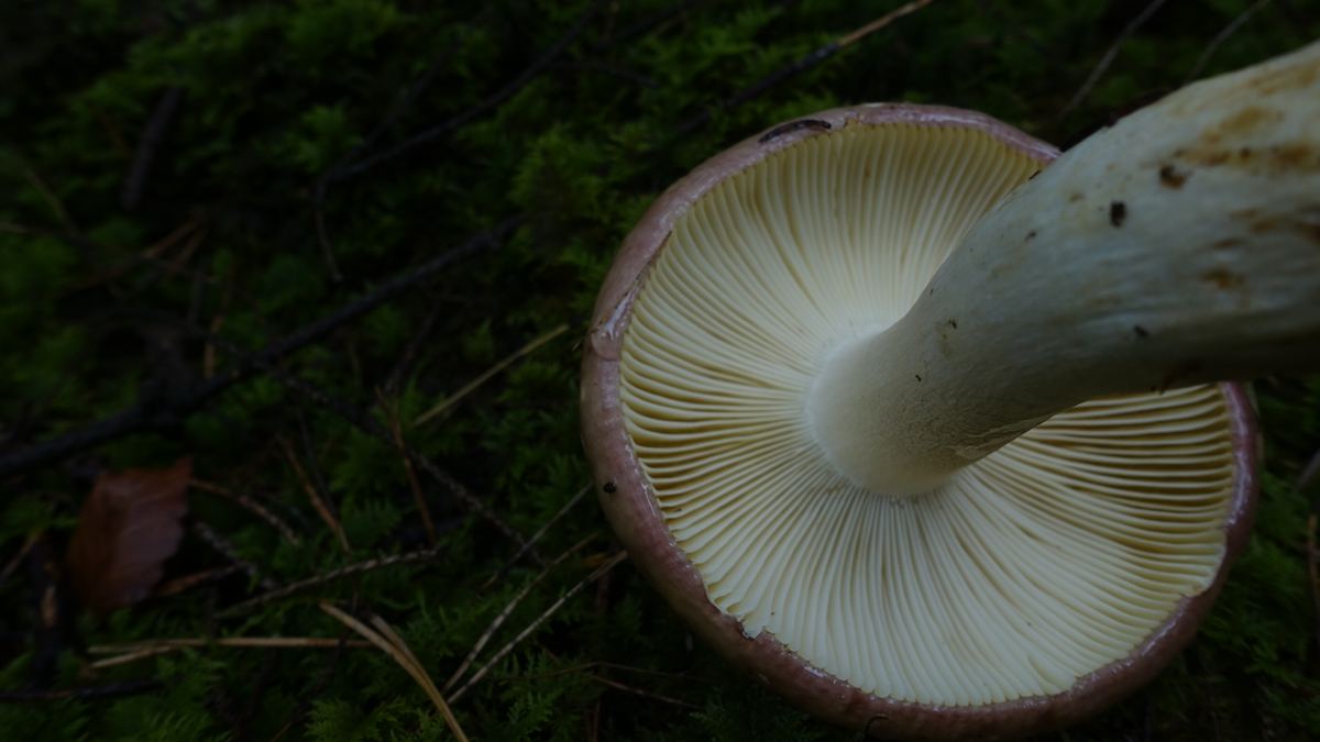 Papageientäubling