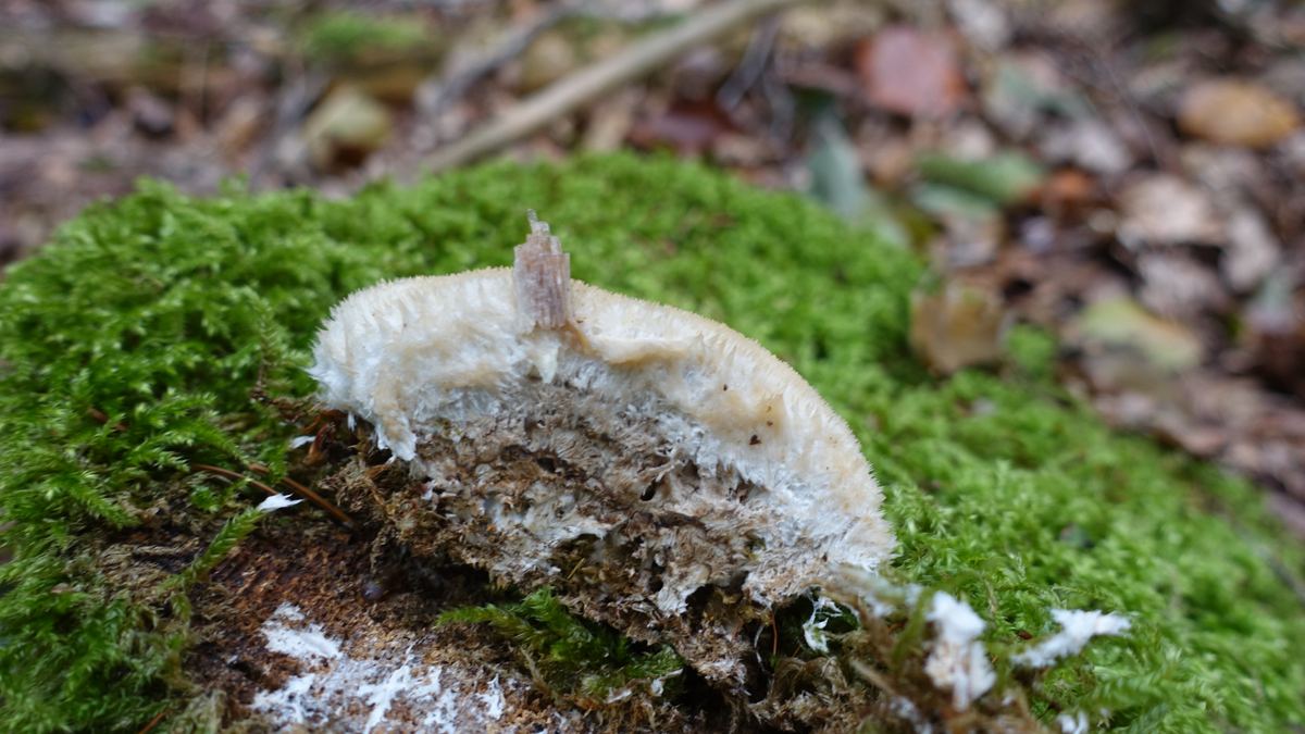Polsterpilz