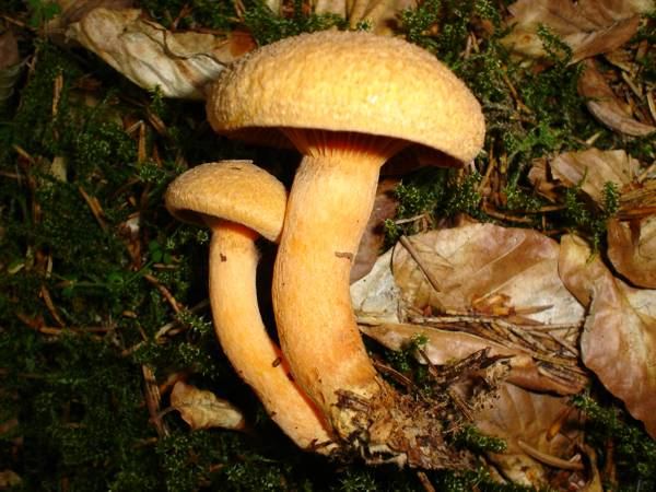 Filziger Gelbfuß