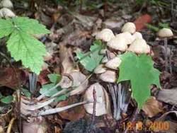 Knopfstieliger Rübling