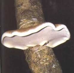 Birkenporling