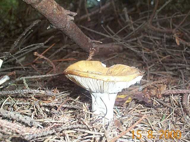 Ockertäubling