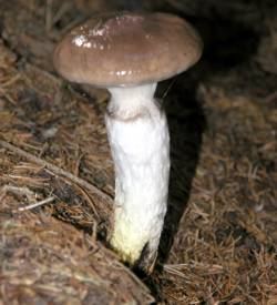 Großer Gelbfuß / Kuhmaul / Großer Schmierling