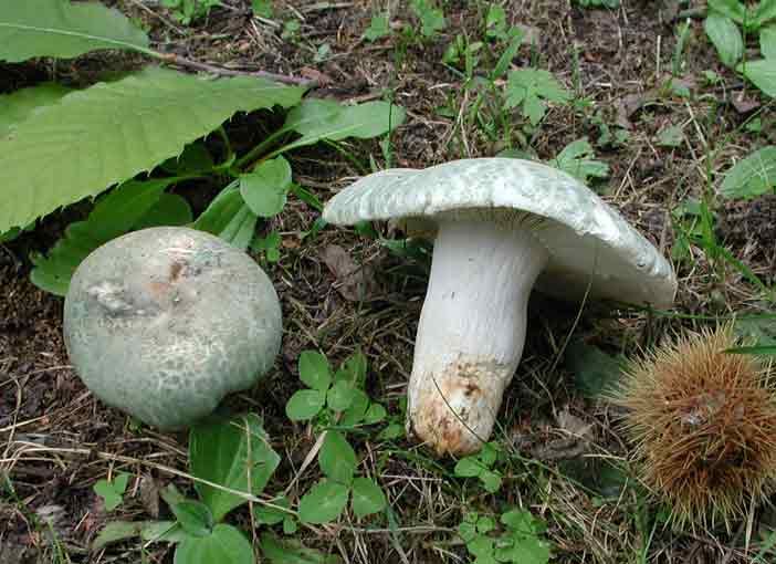 Grüngefelderter Täubling
