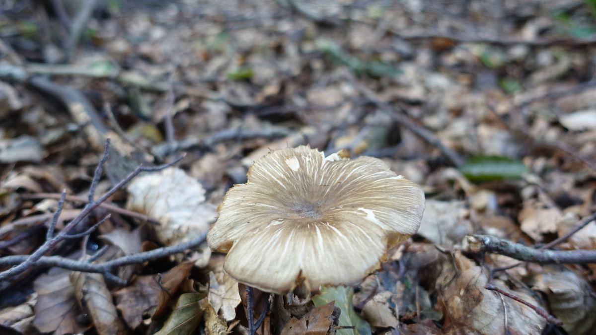 Breitblättriger Holzrübling