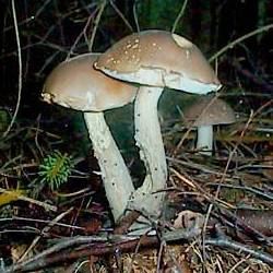 Vielfärbender Birkenpilz