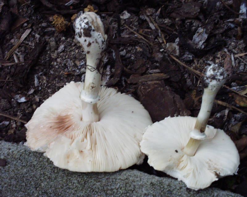 Rosablätriger Egerlingsschirmling