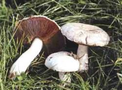 Wiesenchampignon