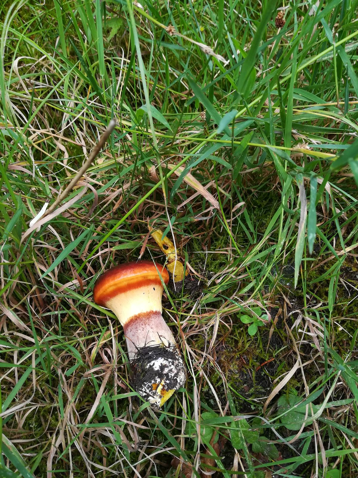 Goldröhrling