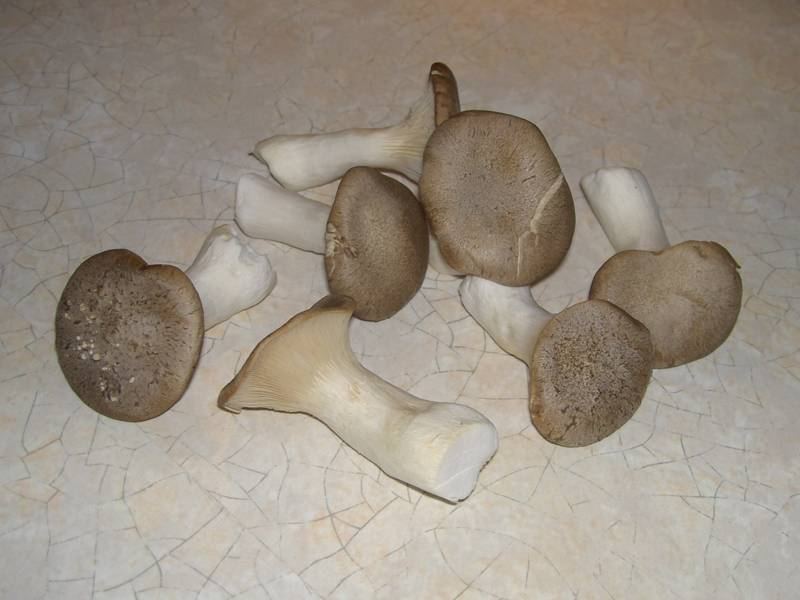 Kräuterseitling