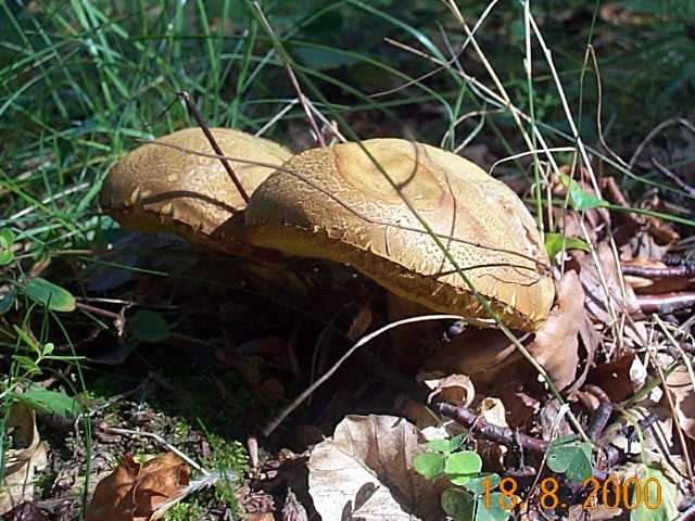 Ziegenlippe