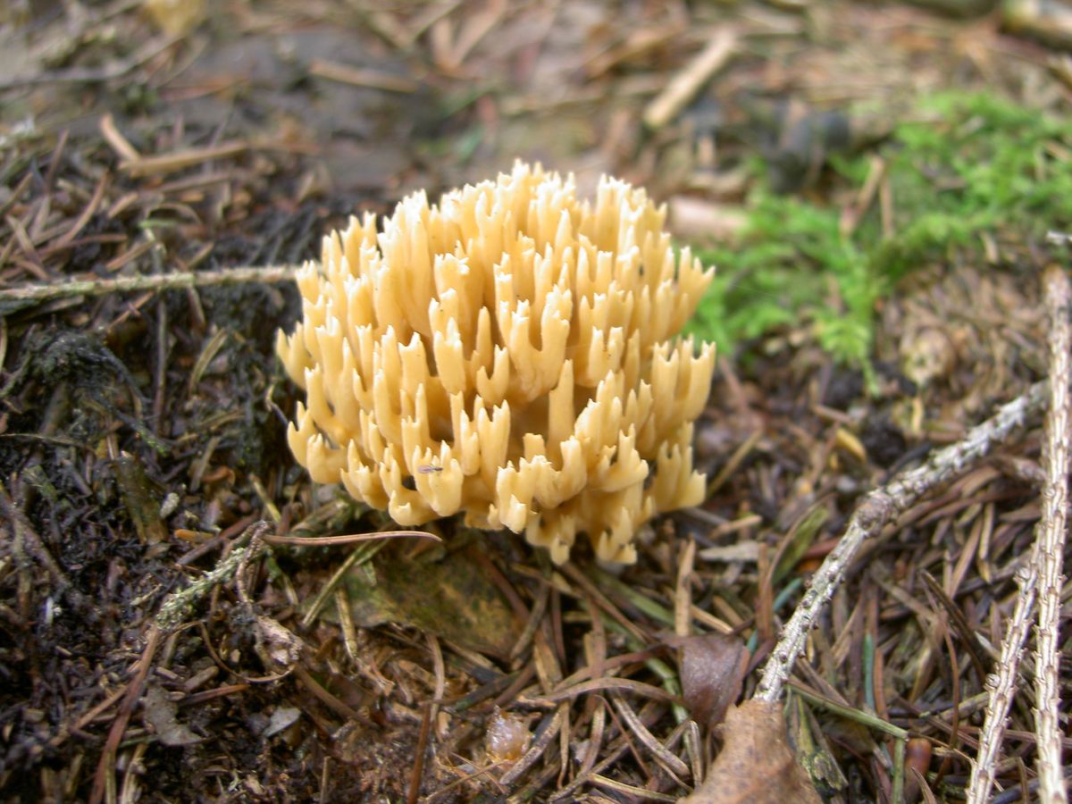 Kiefernkoralle