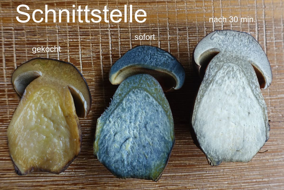 Flockenstieliger Hexenröhrling