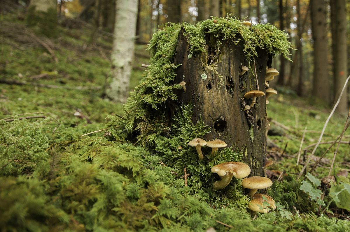 Wo findet man Pilze im Wald?
