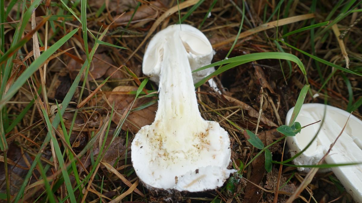 Weißer Knollenblätterpilz