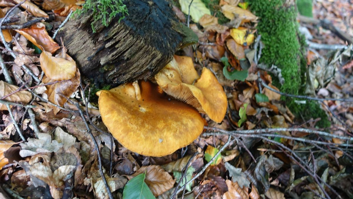 Erlenkrempling 