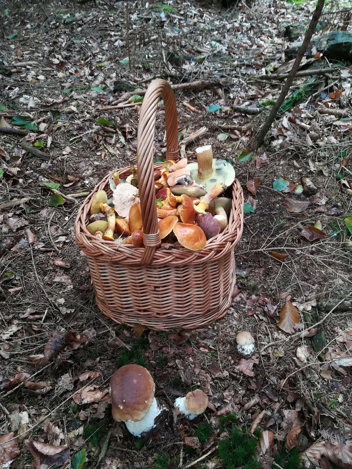 Pilze sammeln, schadet es dem Pilz?