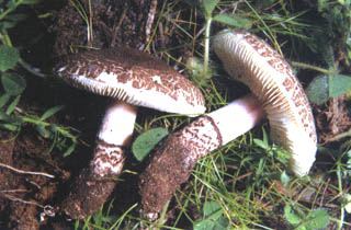 Fleischbrauner Schirmling
