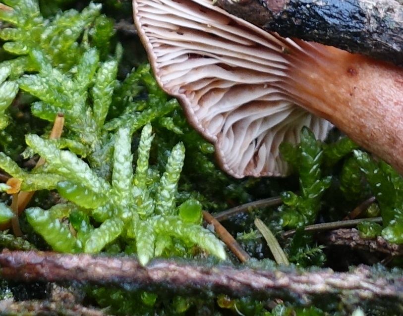 Kastanienbrauner Rübling