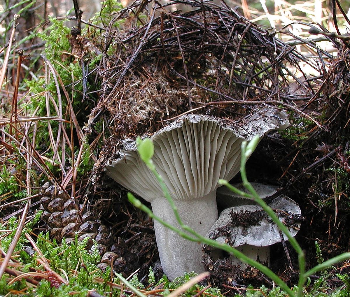 Märzschneckling