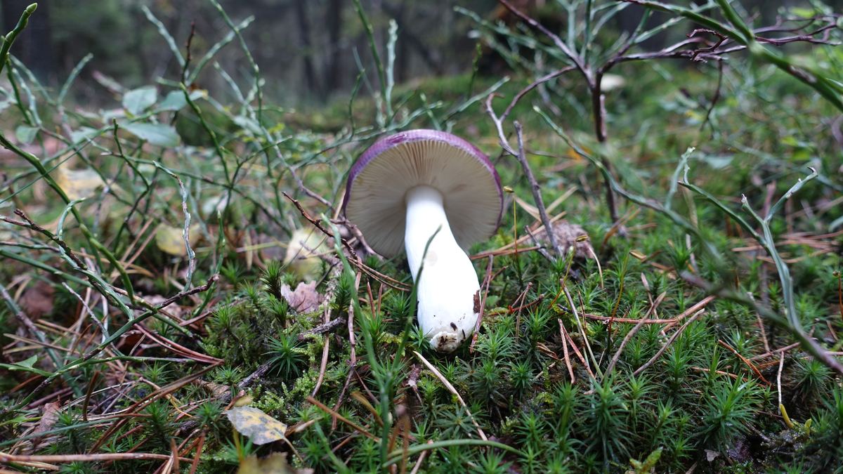 Buckeltäubling