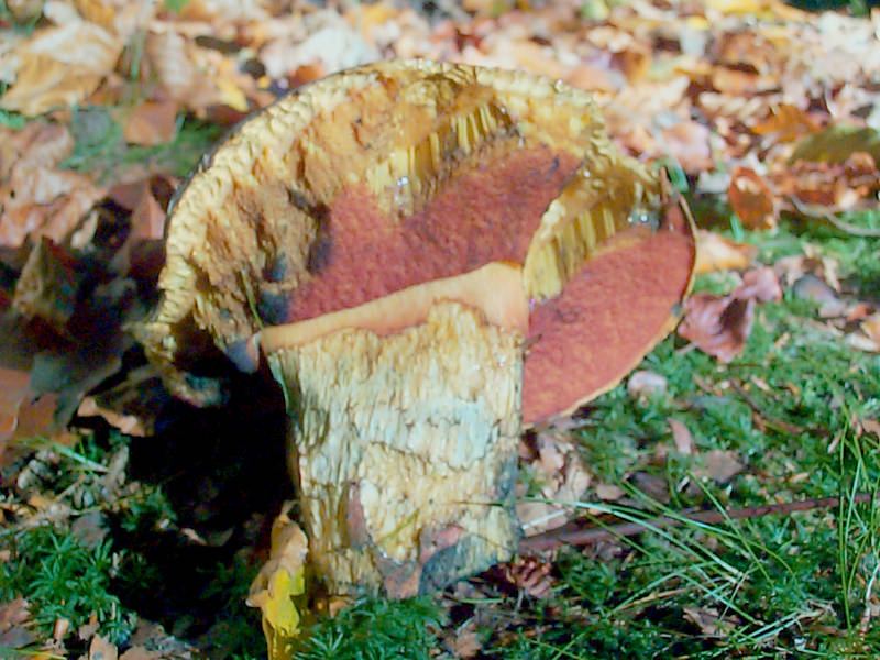 Flockenstieliger Hexenröhrling