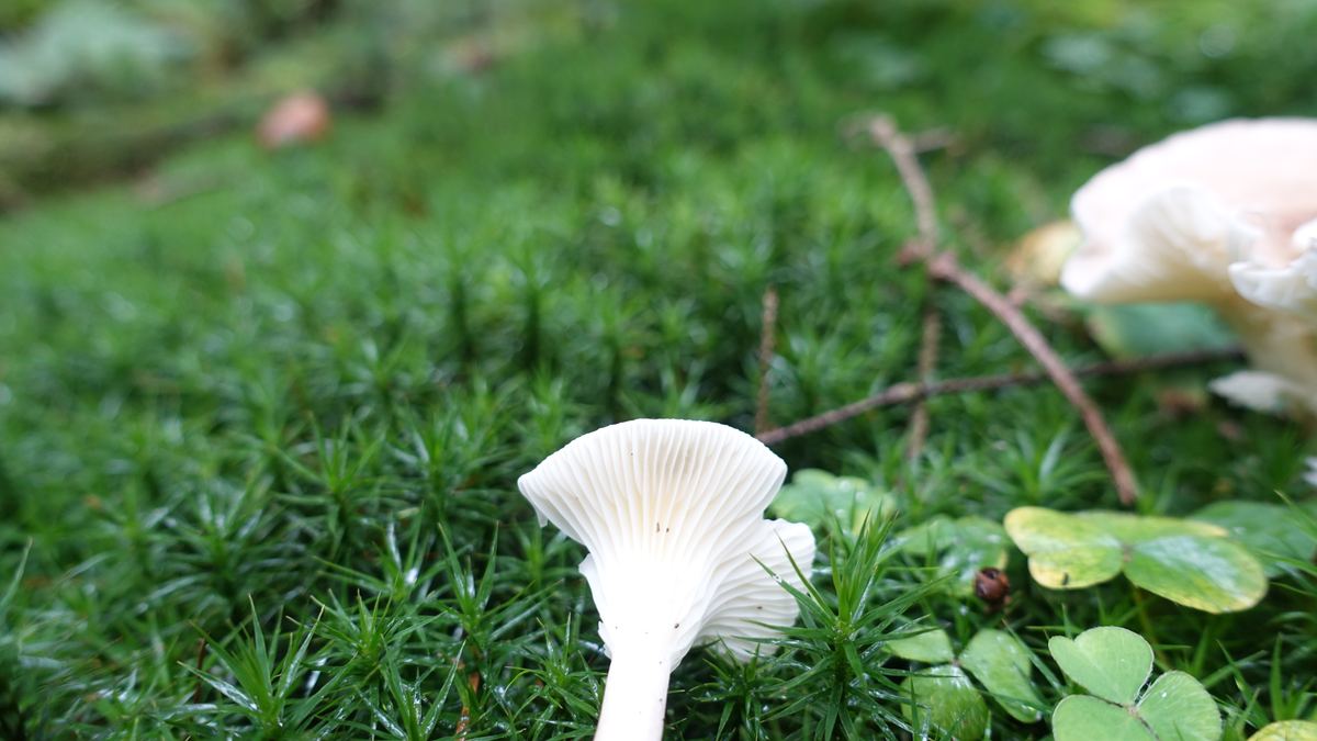 Feldtrichterling