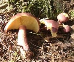 Rötlicher Holzritterling