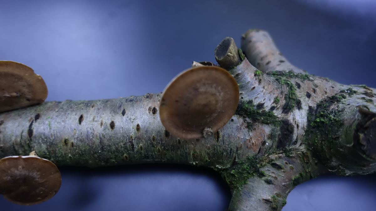 Winterporling