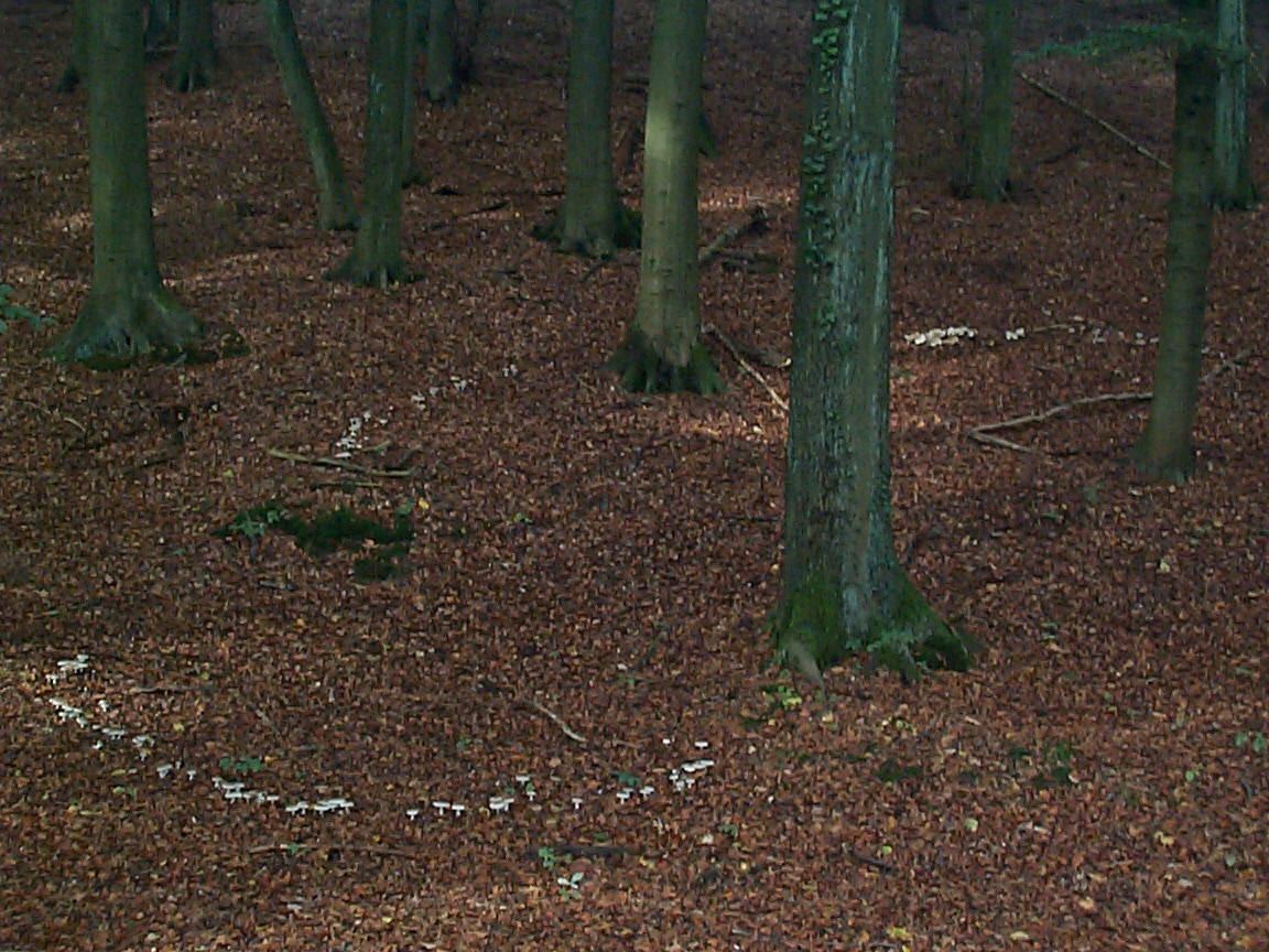 Nebelkappe
