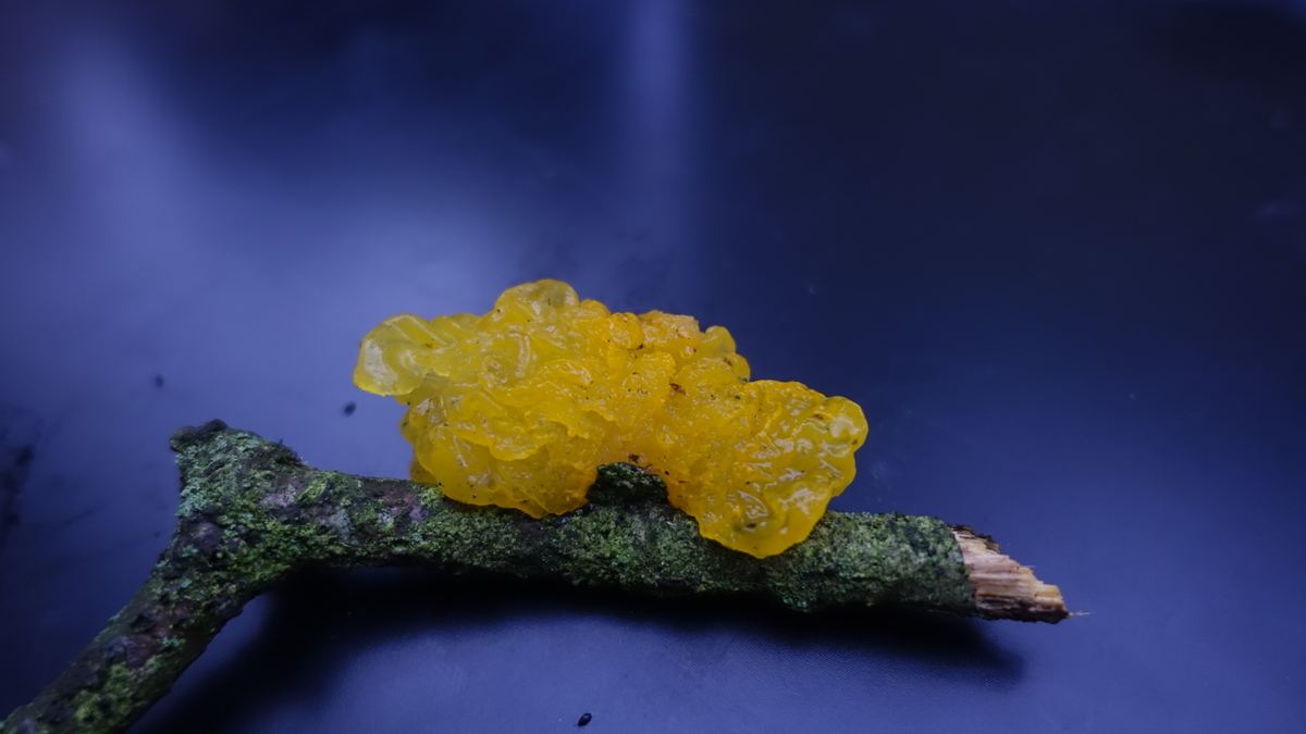 Goldgelber Zitterling