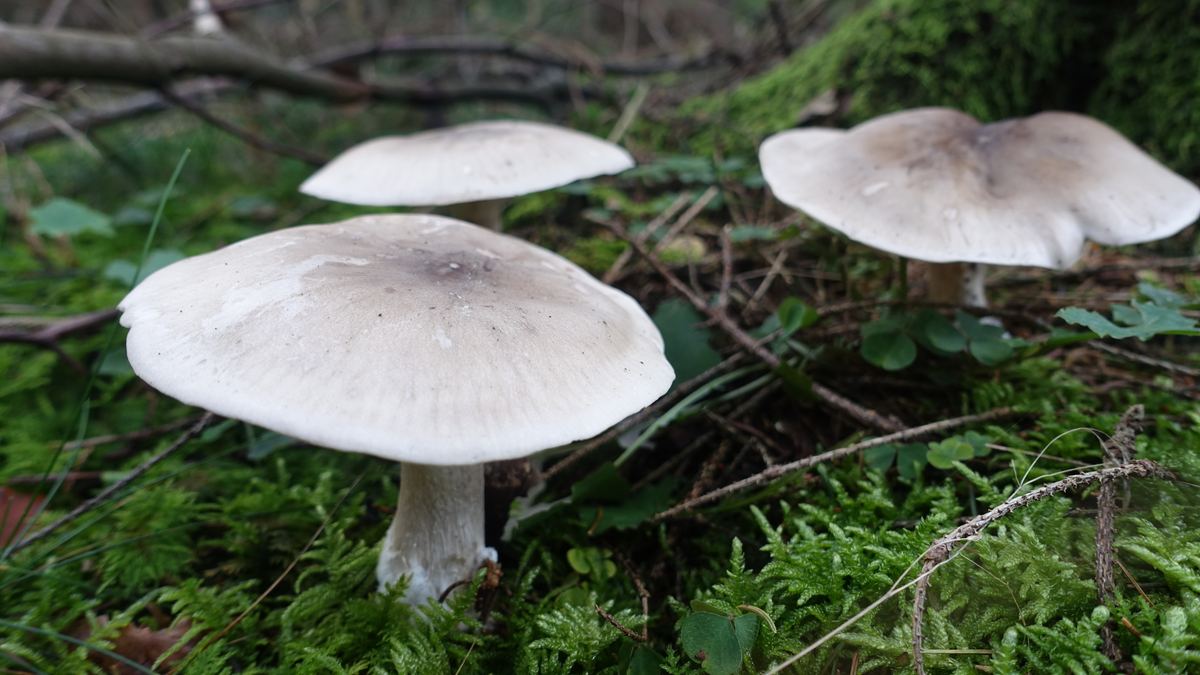 Nebelkappe