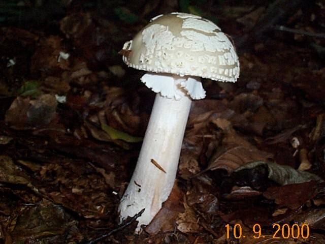 Grauer Wulstling