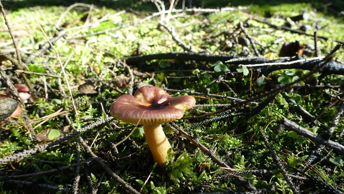 Scharfer Glanztäubling