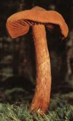 Spitzkegeliger Rauhkopf