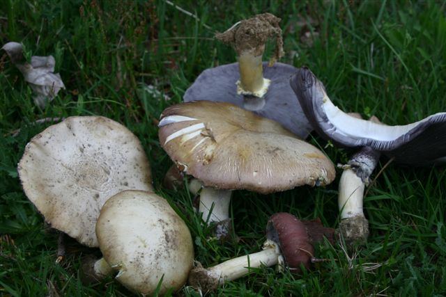 Rotbrauner Riesenträuschling