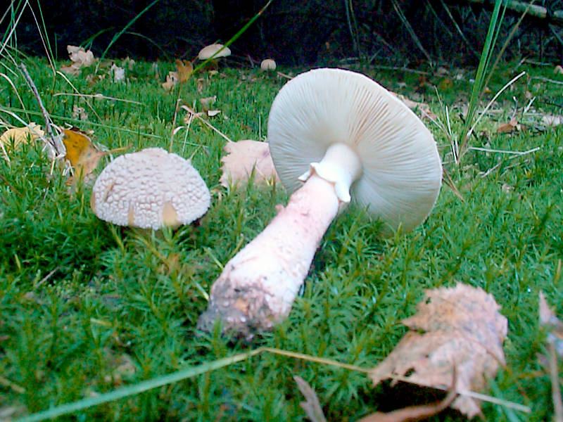 Pantherpilz
