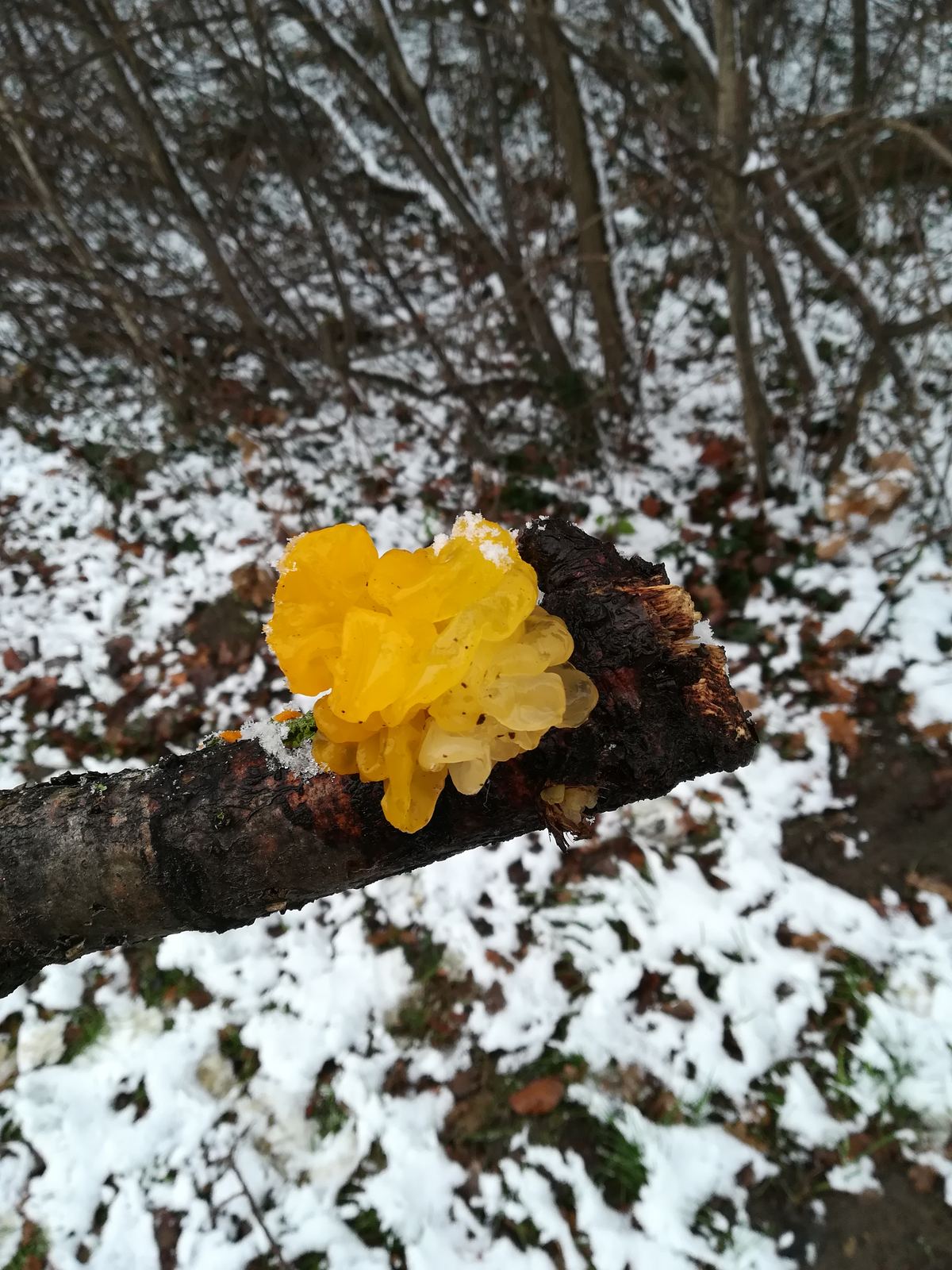 Goldgelber Zitterling