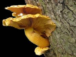 Goldfellschuepling
