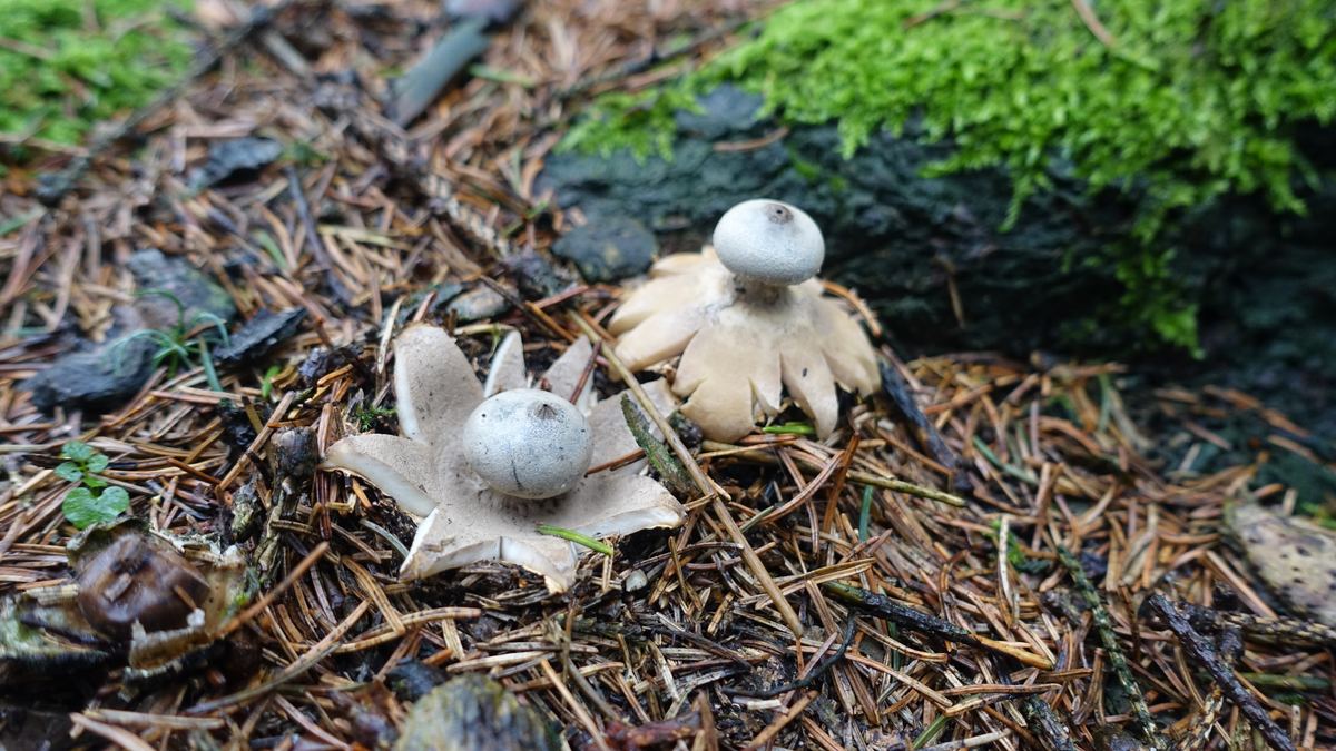 Gewimperter Erdstern