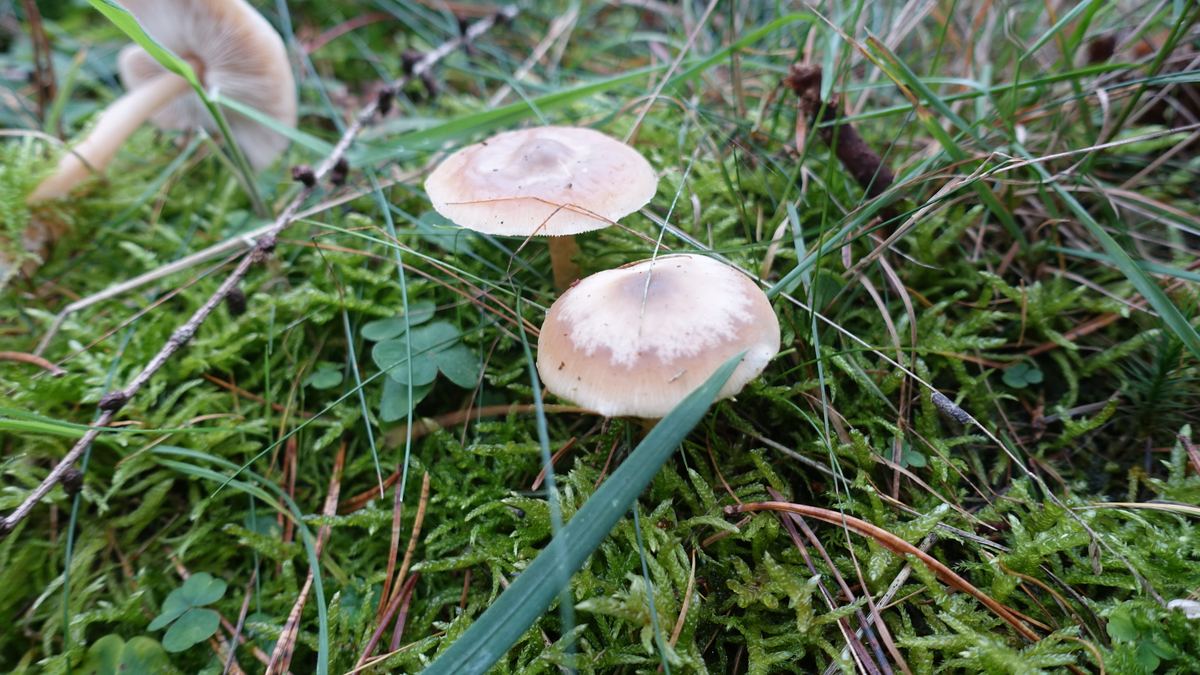 Geruchloses Graublatt  