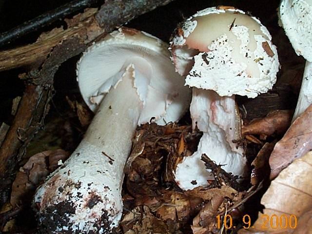 Grauer Wulstling