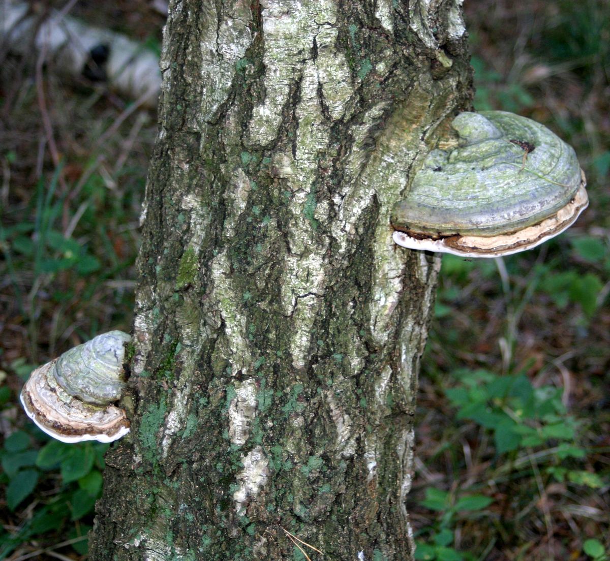 Birkenporling