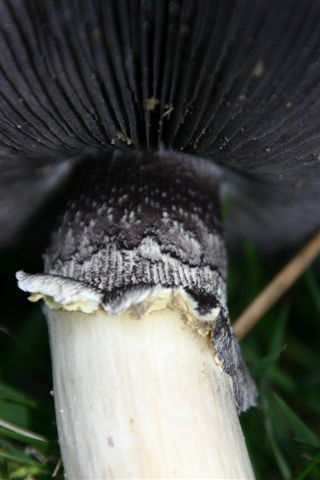Rotbrauner Riesenträuschling
